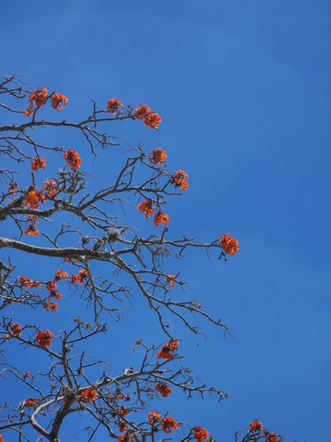 Image of Erythrina velutina by (c) Renato Bandeira, some rights reserved (CC BY)