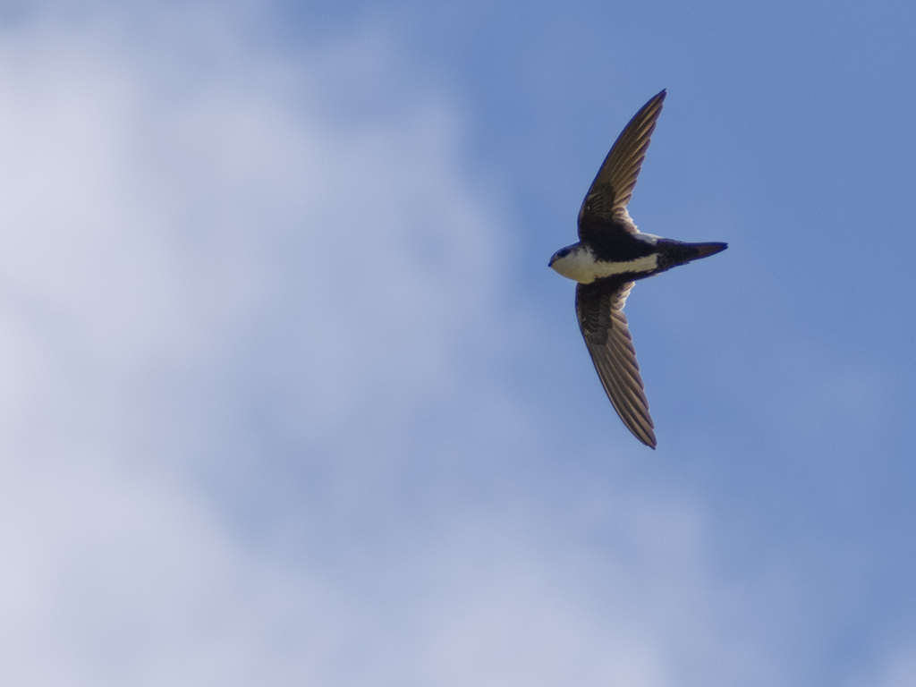 White-throated Swift from Mission Bay, San Diego, CA, USA on March 29 ...