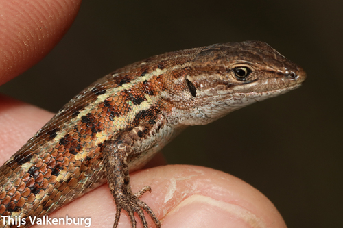 Western Psammodromus, Faro, PT, photo 5 of 10