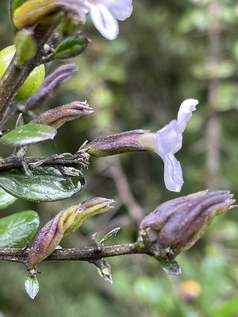Duranta mandonii (Duranta mandonii)