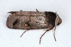 Proteuxoa restituta