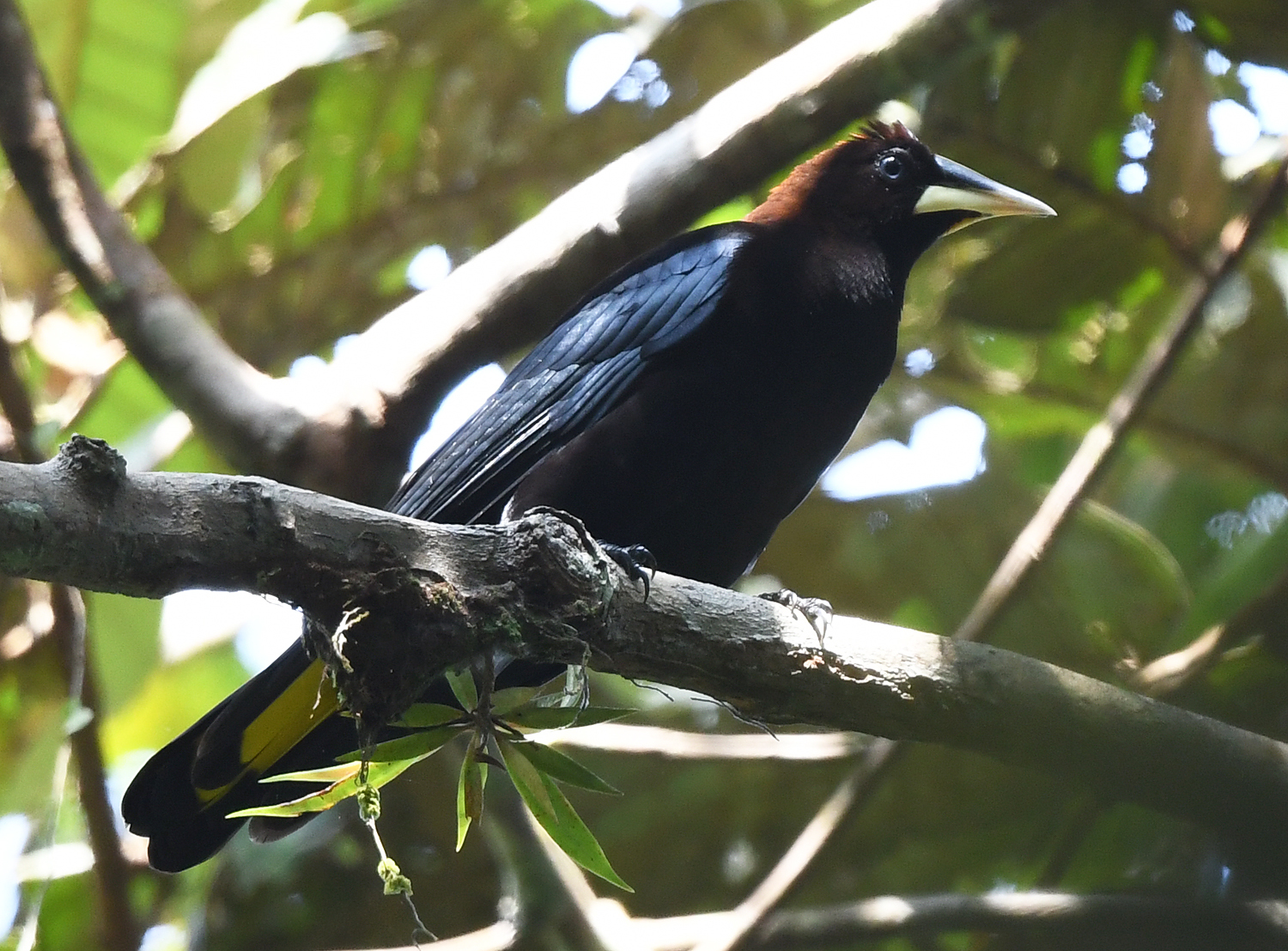 Band-tailed Cacique (Cacicus latirostris)