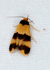 Stenoscaptia venusta