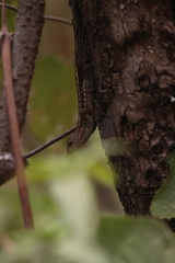 Sceloporus albiventris