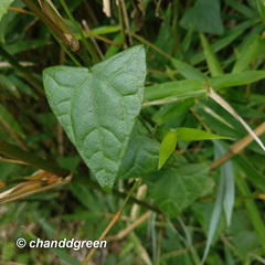 Zehneria japonica