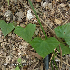 Zehneria japonica
