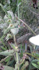 Poecilimon zimmeri