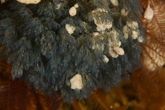 Virididentula dentata