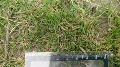Zoysia