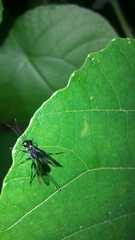 Aulacidae