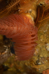Protula bispiralis