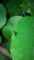 Aulacidae