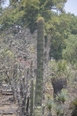 Cephalocereus polylophus