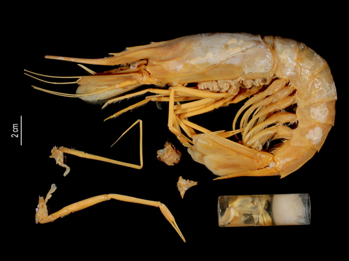 Genus Parahepomadus · iNaturalist