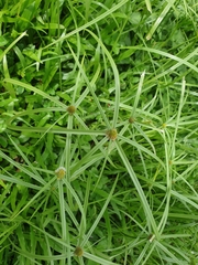Cyperus