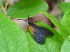 Pyromorpha dimidiata