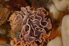 Chaperiopsis multifida