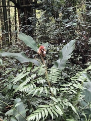 Alpinia sessiliflora