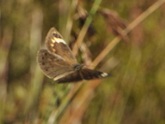 Torynesis hawequas