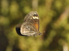 Torynesis hawequas