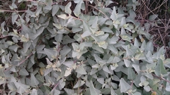 Atriplex maximowicziana