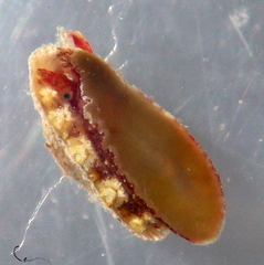 Amblychilepas oblonga