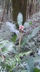 Alpinia sessiliflora