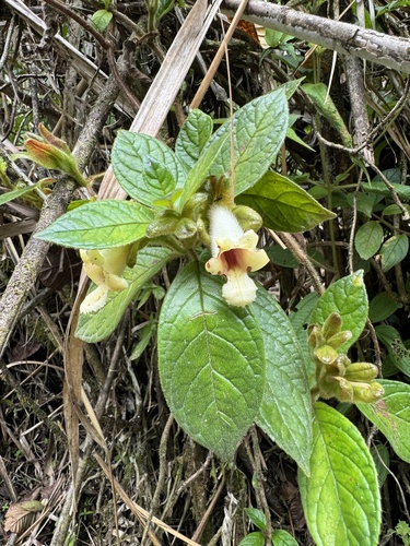 Drymonia alloplectoides, 2024-03-29
