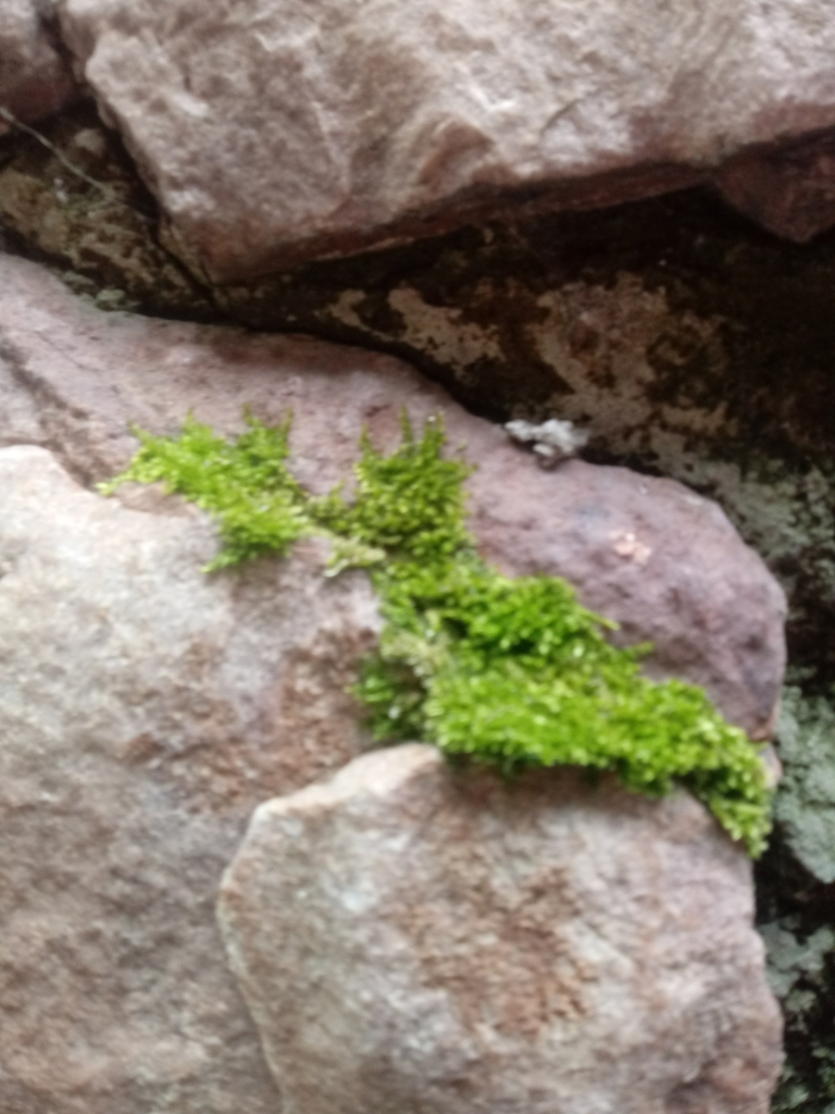 Brachytheciaceae from 9A Park Row, Bristol BS1 5LP, UK on April 26 ...