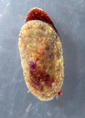 Amblychilepas oblonga