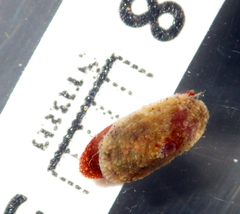 Amblychilepas oblonga