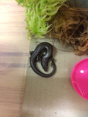 Oligosoma infrapunctatum