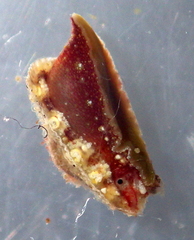 Amblychilepas oblonga
