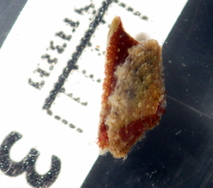 Amblychilepas oblonga
