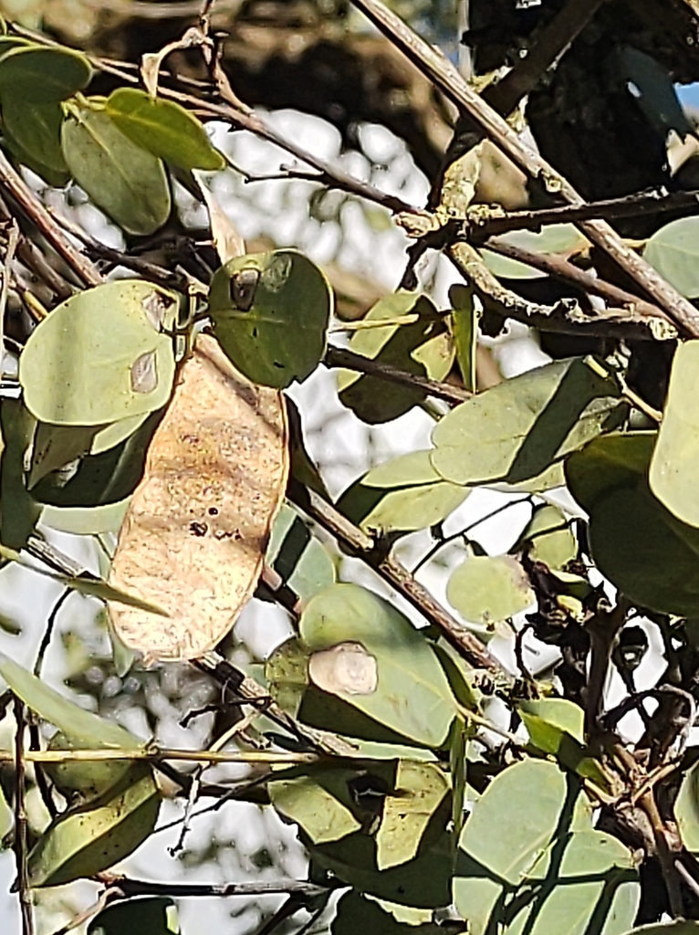 Dalbergia miscolobium from EPCT, km 130,9 sul Sobradinho, Brasília