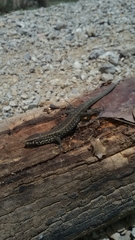 Algyroides moreoticus