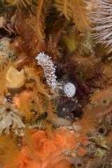 Antiopella longidentata