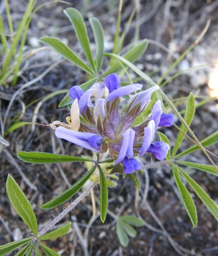 Image of Pediomelum latestipulatum by (c) saltyhiker, some rights reserved (CC BY)