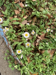Erigeron philadelphicus