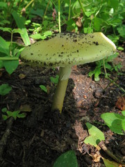 Amanita subjunquillea