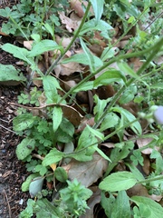 Erigeron philadelphicus
