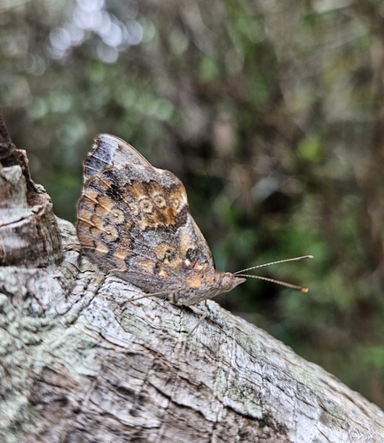 Florida Purplewing