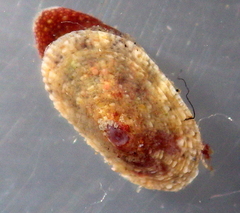 Amblychilepas oblonga