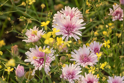 Crepis rubra iNat (1)