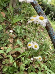 Erigeron philadelphicus