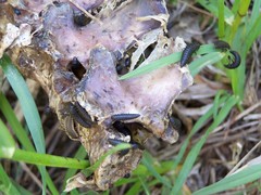 Thanatophilus lapponicus