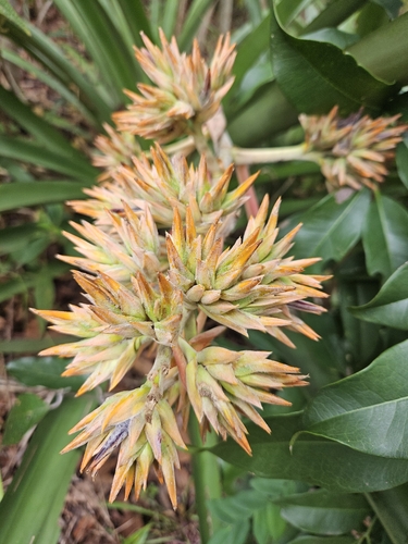 Aechmea aquilega
