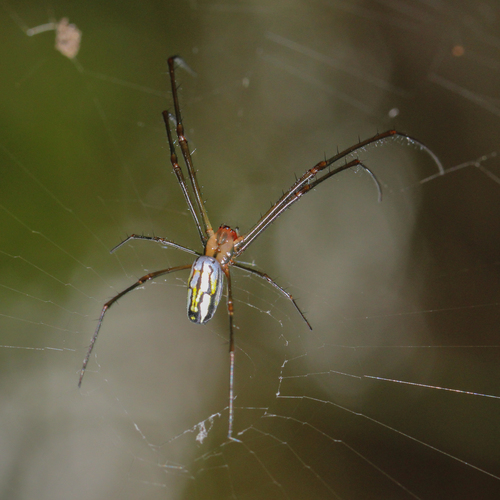 Greater Leucauge photo 4