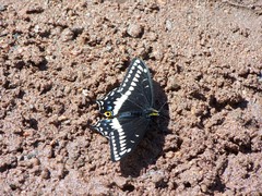 Papilio indra