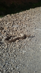 Vipera ammodytes